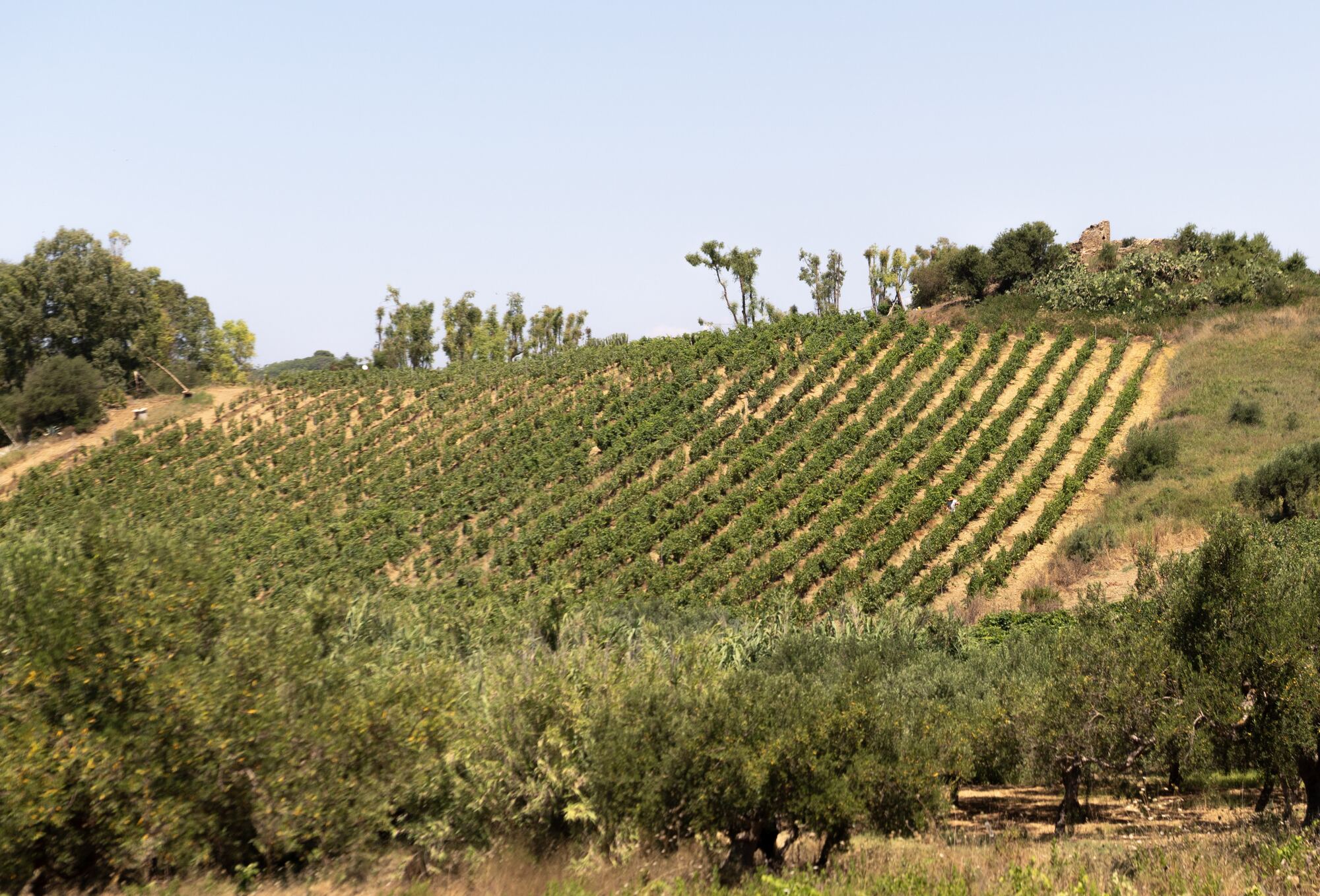 Vigneto collinare Boccone tra ulivi, con un rudere in pietra sulla sommità