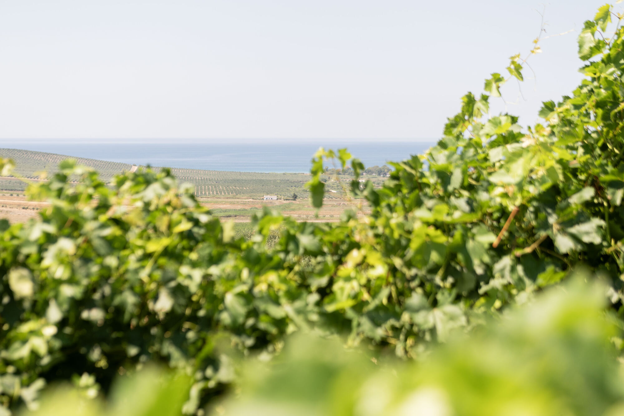 Chiome di vite con il mare all'orizzonte
