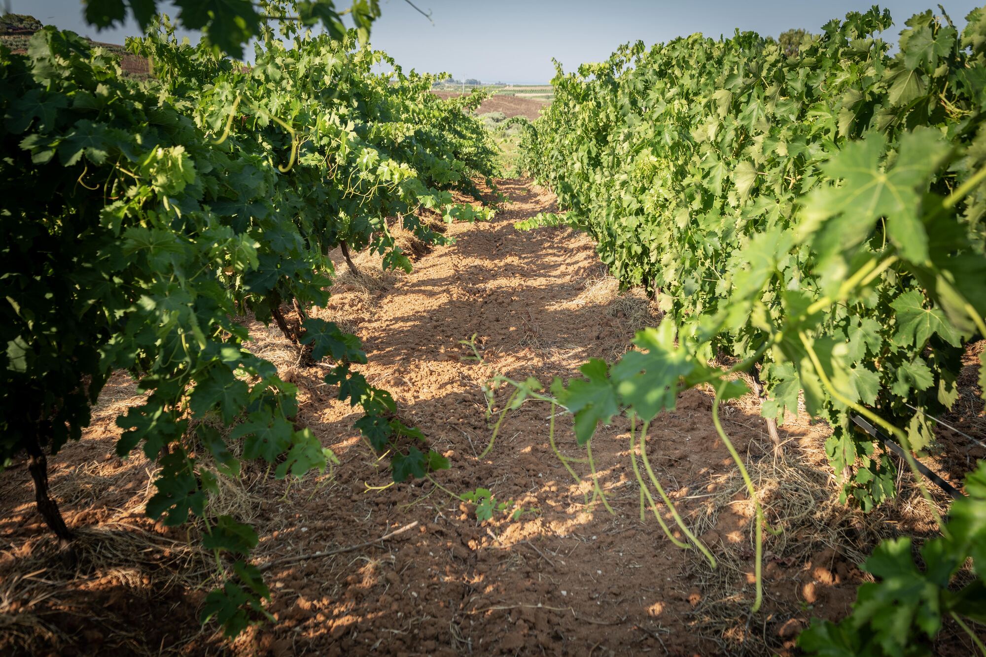Filare di vite su terra rossa nella vigna
