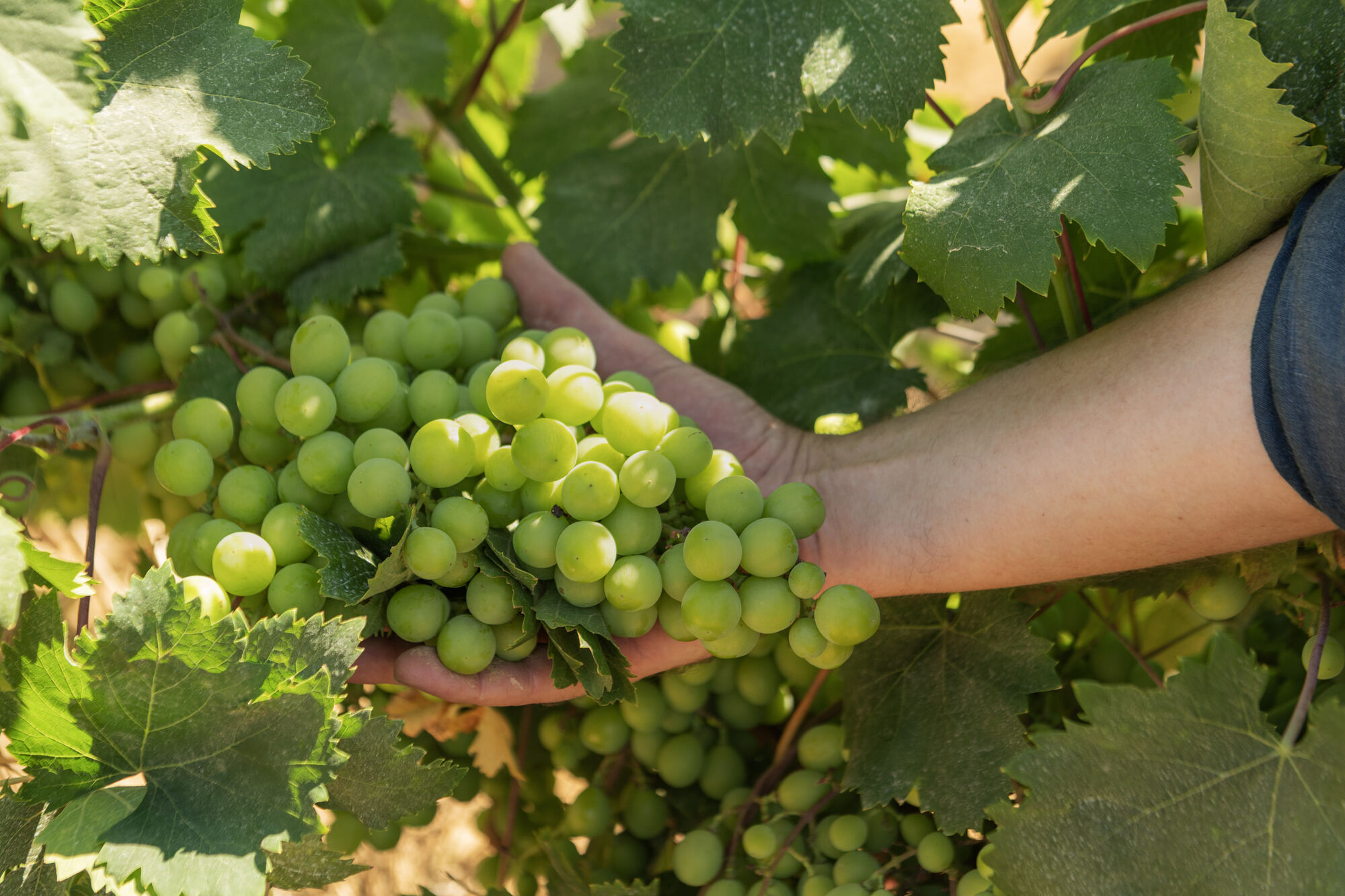 Mano che regge grappoli di uva verde appena raccolti